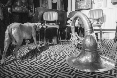 Tenement-Jazz-Band-The-Prince-Albert-Stroud-10